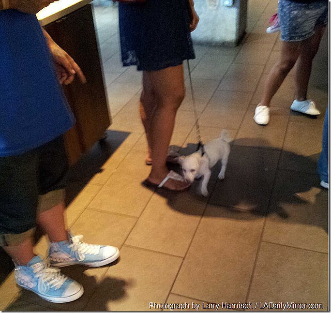 Aug. 4, 2014, Dog in Starbucks 