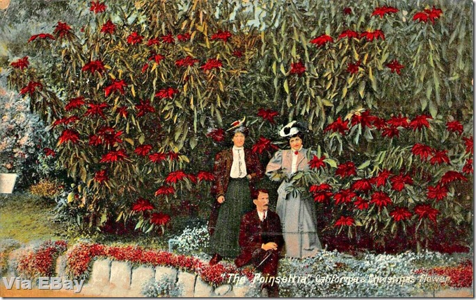 Mary Mallory / Hollywood Heights: Hollywood and Poinsettias |